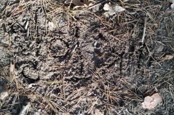 Škola v lese