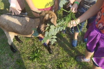 Koza ve škole