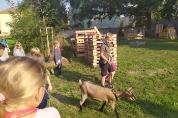 Koza ve škole