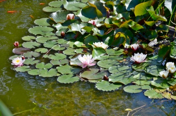 Arboretum Lužice