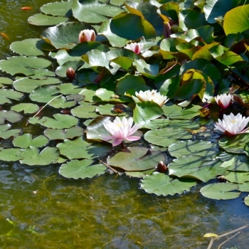 Arboretum Lužice